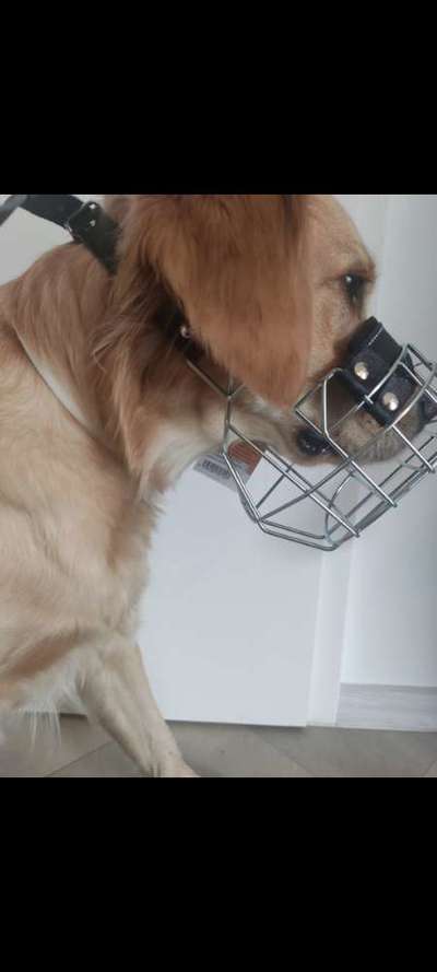 Wie sitzt mein Maulkorb / Maulkorb-Beratung-Beitrag-Bild