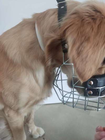 Wie sitzt mein Maulkorb / Maulkorb-Beratung-Beitrag-Bild