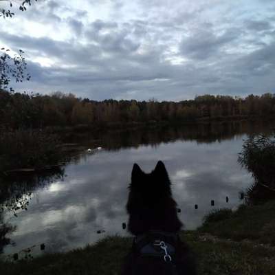 Hundetreffen-Gemeinsame Spaziergänge-Bild