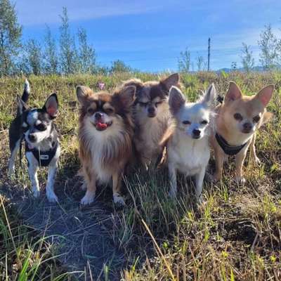 %{de_profession_title}-Hundebetreuung für kleine Hunde-Bild