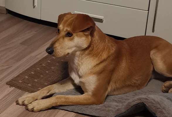 TierschutzhundeStammtisch🐕-Beitrag-Bild