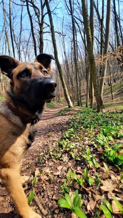 Challenge 23 : "  Euer Hund beim Frühlingserwachen "-Beitrag-Bild