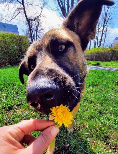 Fotochallenge No. 26                                     Wald und Wiese-Beitrag-Bild