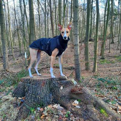 Hundetreffen-Windhund sucht Lauf- und Spielpartner-Bild