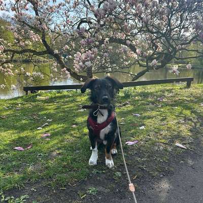 Hundetreffen-Social Walks/Spieletreffen/Gemeinsames Training-Bild