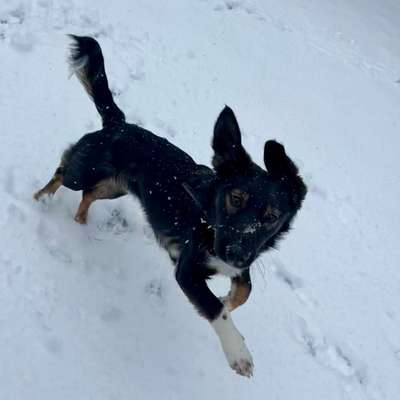 Hundetreffen-Social Walks/Spieletreffen/Gemeinsames Training-Bild