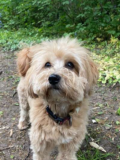 Hundetreffen-Spielen und gassirunde-Bild