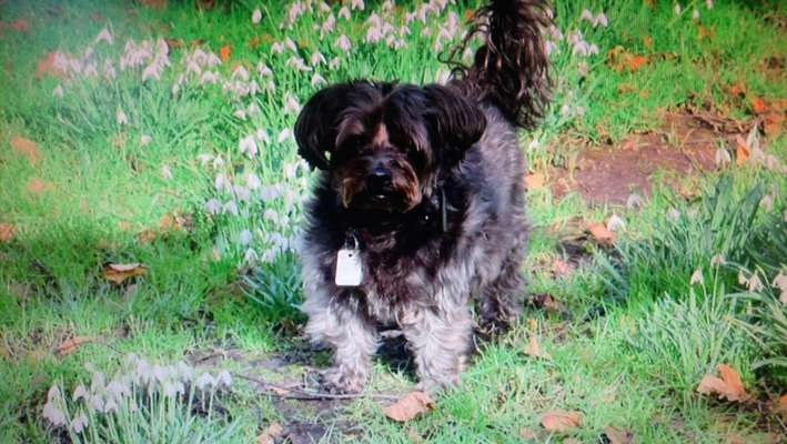 Unsere Fellnasen im Regenbogenland-Beitrag-Bild