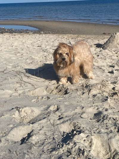 Hundetreffen-Spielen am Wochenende am falkensteiner Strand solange man noch darf möglichst kleine Hunde-Bild