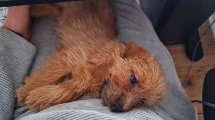 Norfolk Terrier wo seid ihr?-Beitrag-Bild