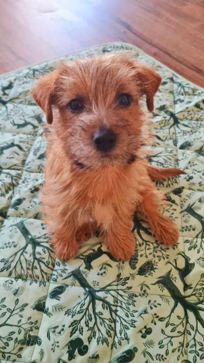 Dogorama Photo Challenge - Hundeblick zum hinschmelzen-Beitrag-Bild