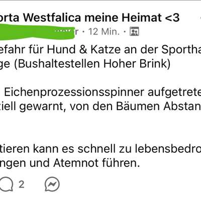 Giftköder-Eichenprozessionsspinner-Bild