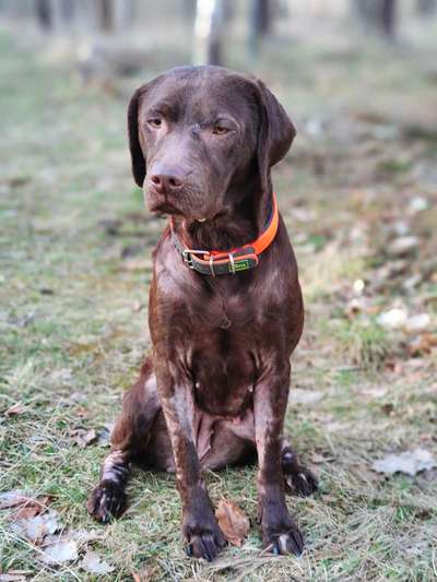 Labradorfans-Beitrag-Bild