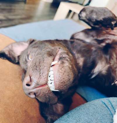 Dogorama Photo Challenge - Einmal lächeln bitte-Beitrag-Bild