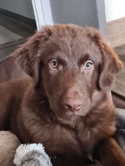 Neufundländer Freunde!-Beitrag-Bild