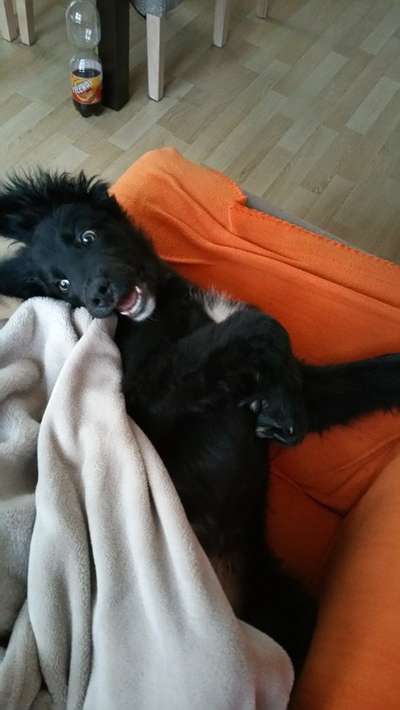 Die Dogorama Wochen Challenge-Beitrag-Bild