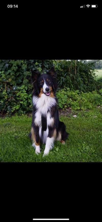 Dogorama Photo Challenge - Der Frühling kommt-Beitrag-Bild