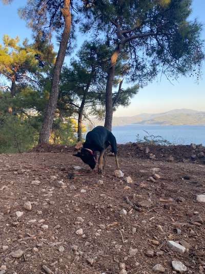 Deutsche Schäferhunde, Belgische Schäferhunde.-Beitrag-Bild