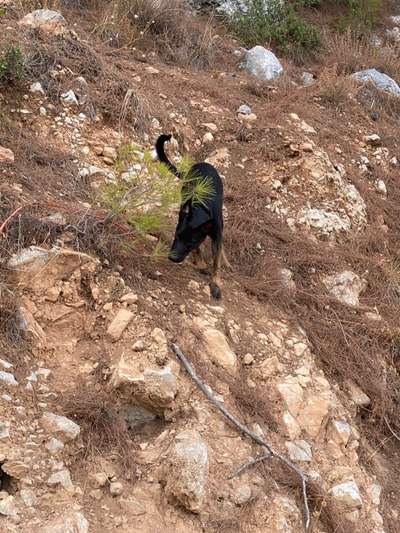 Deutsche Schäferhunde, Belgische Schäferhunde.-Beitrag-Bild