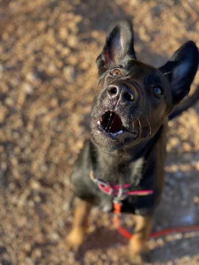 Deutsche Schäferhunde, Belgische Schäferhunde.-Beitrag-Bild