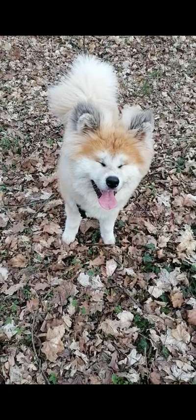 Challenge 23 : "  Euer Hund beim Frühlingserwachen "-Beitrag-Bild