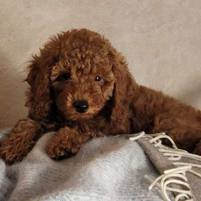 aktuelles Foto Gruppe Pudel