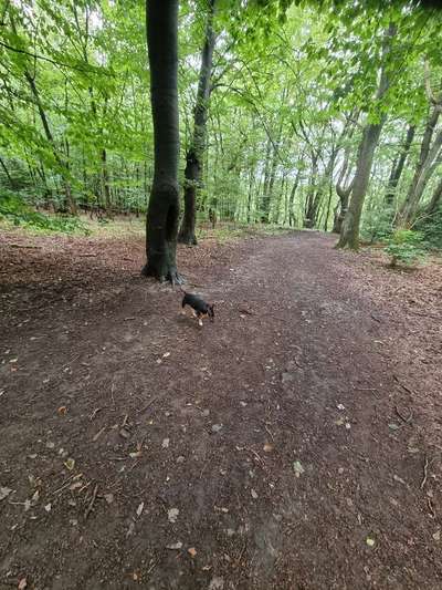 Hundeauslaufgebiet-Am Campus-Bild