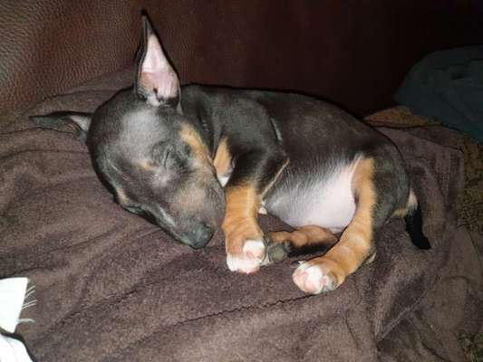 Welpen Bilder !-Beitrag-Bild