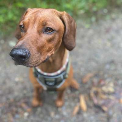 Hundetreffen-Social Walk-Bild