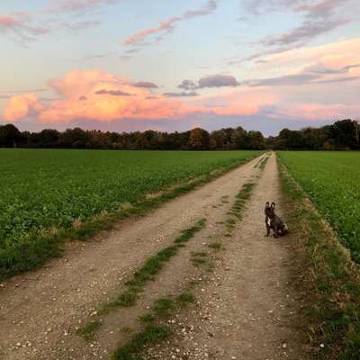 Hundetreffen-Bullytreff Viersen-Bild
