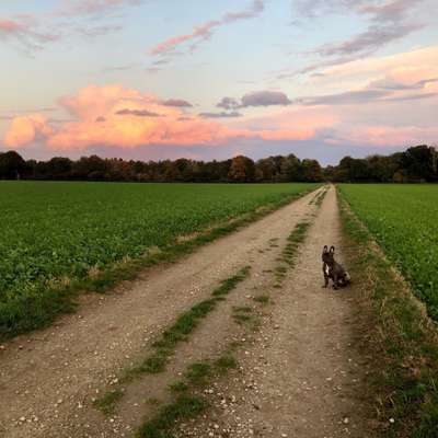 Hundetreffen-Bullytreff Viersen-Bild