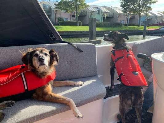 Die Dogorama Wochen Challenge-Beitrag-Bild