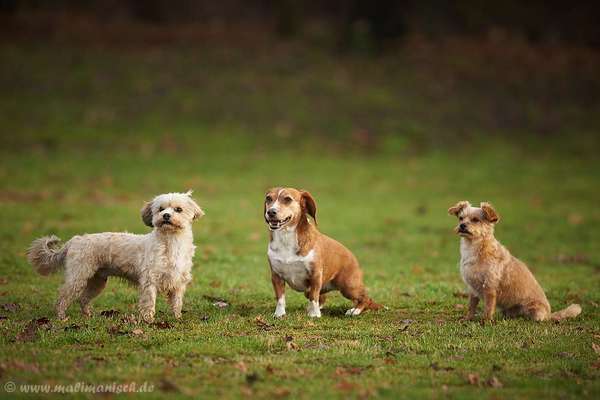 TierschutzhundeStammtisch🐕-Beitrag-Bild