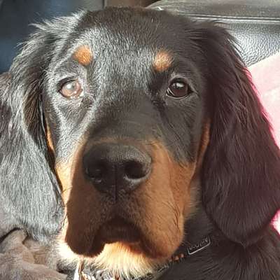 Hundetreffen-Toberunde-Profilbild