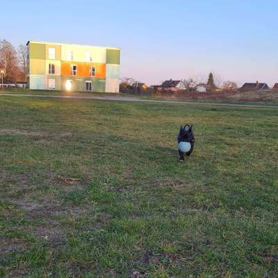 Hundetreffen-Gassi Treffen mit anderen Franz.Bulldoggen das wäre superschööön 🤗-Bild