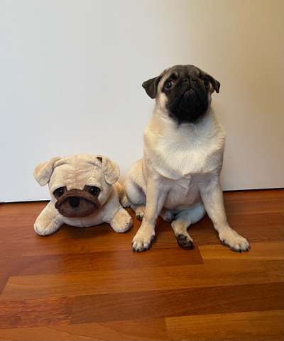 Als Welpen sind sie alle noch süßer-Beitrag-Bild