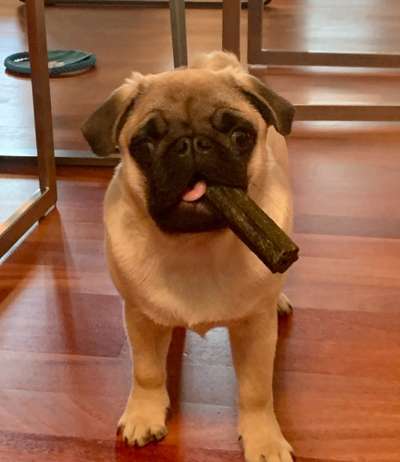 Rassen und ihre Eigenschaften-Beitrag-Bild