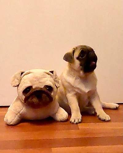 Als Welpen sind sie alle noch süßer-Beitrag-Bild