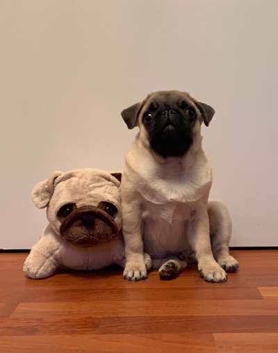 Als Welpen sind sie alle noch süßer-Beitrag-Bild