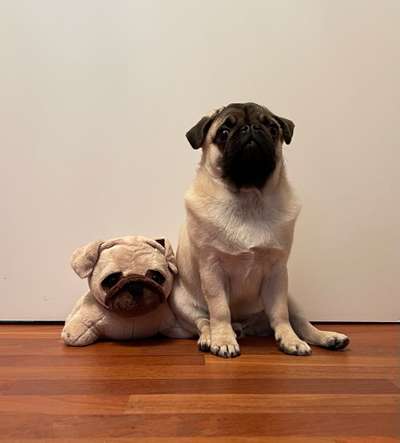 Als Welpen sind sie alle noch süßer-Beitrag-Bild