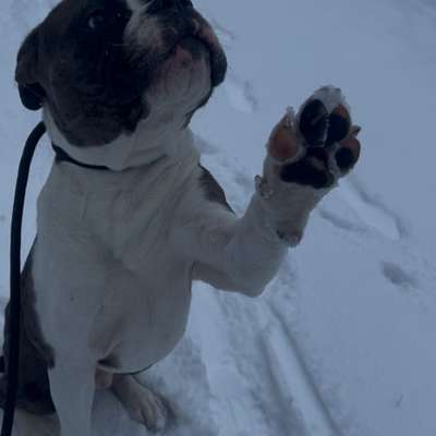 Hundetreffen-Gassi Runden &‘ spiele Dates-Bild