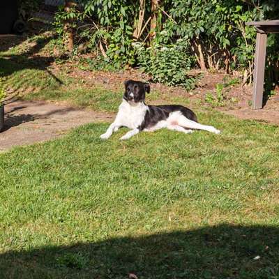 Hundetreffen-Toben in Grolland-Bild