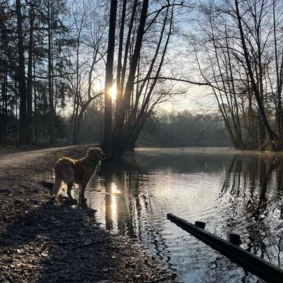 Hundetreffen-Carpe diem - Frühaufsteher gesucht!-Bild