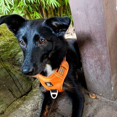 Hundetreffen-Spielfreunde und Gassifreunde gesucht🐶-Bild