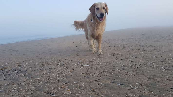 Dogorama-Monats-Challenge-Mai "Wasser"-Beitrag-Bild