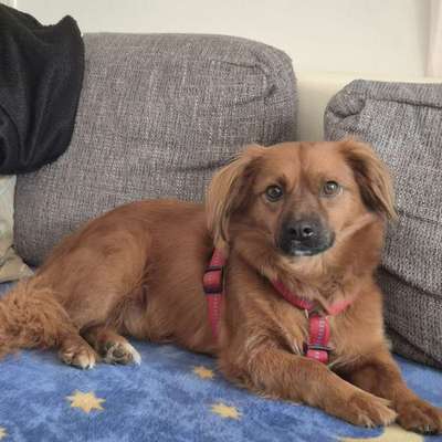 Hundetreffen-Spielen , spazieren-Bild