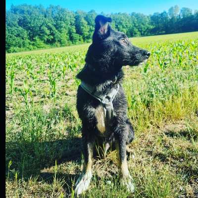 Hundetreffen-Spielpartner gesucht-Bild