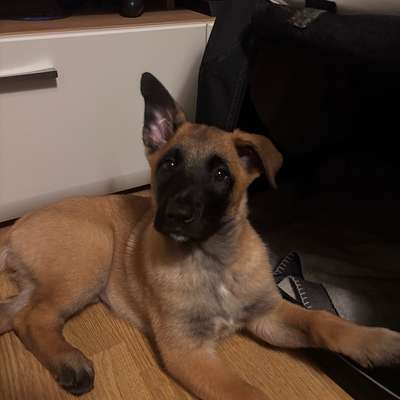 Hundetreffen-Welpentreffen Krefeld-Bild
