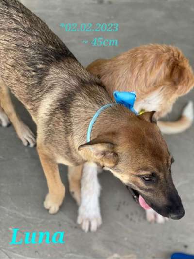 Tierschutzhunde suchen ein Zuhause-Beitrag-Bild