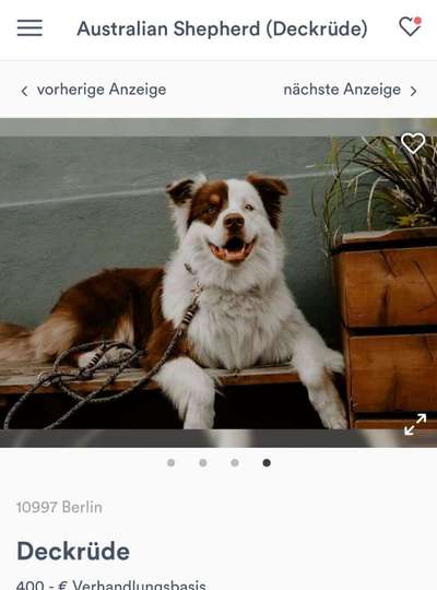 Qualzucht-Beitrag-Bild